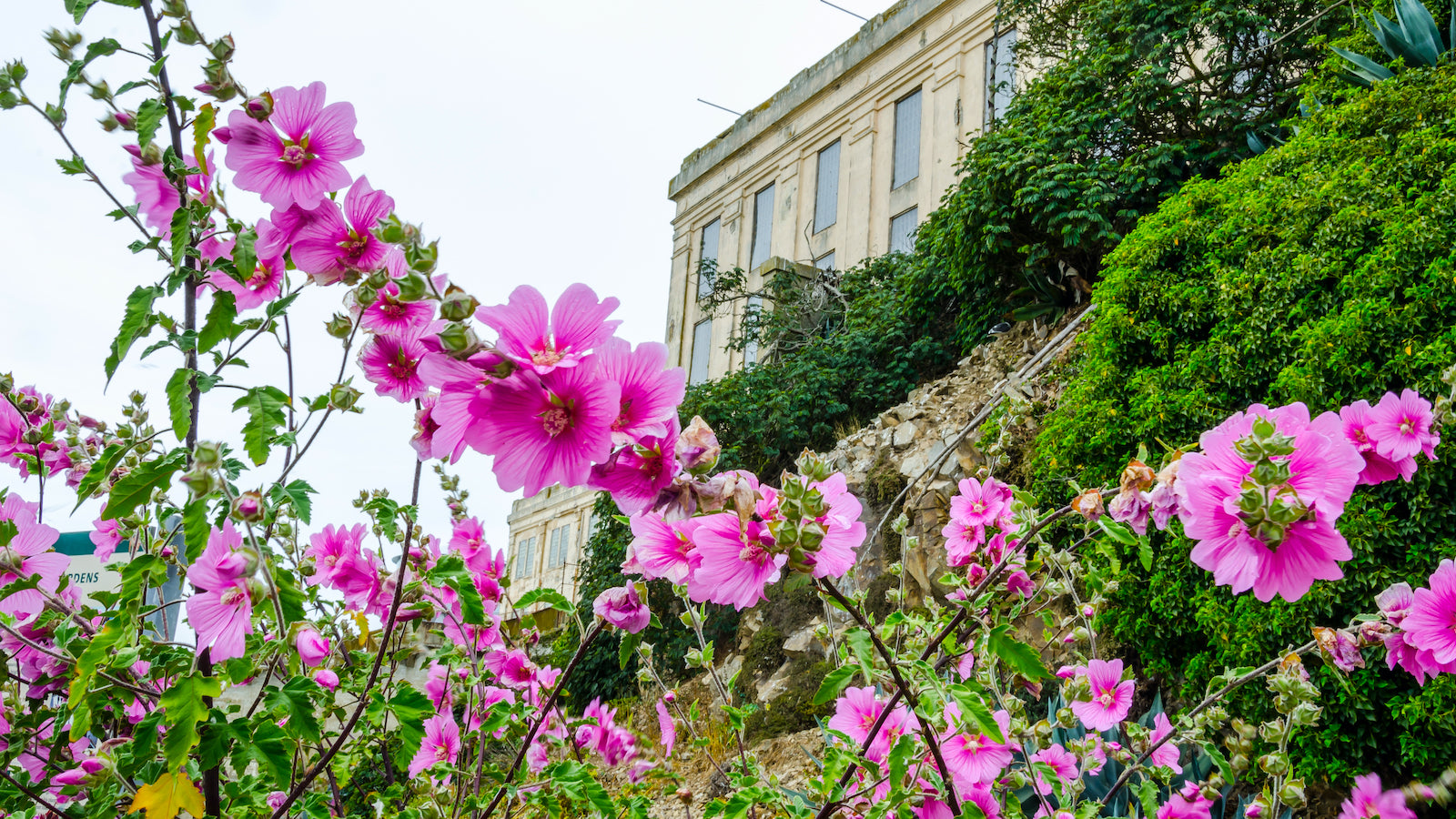 Image of blooming plants in historic Officers Row gardens on Alcatraz Island.
