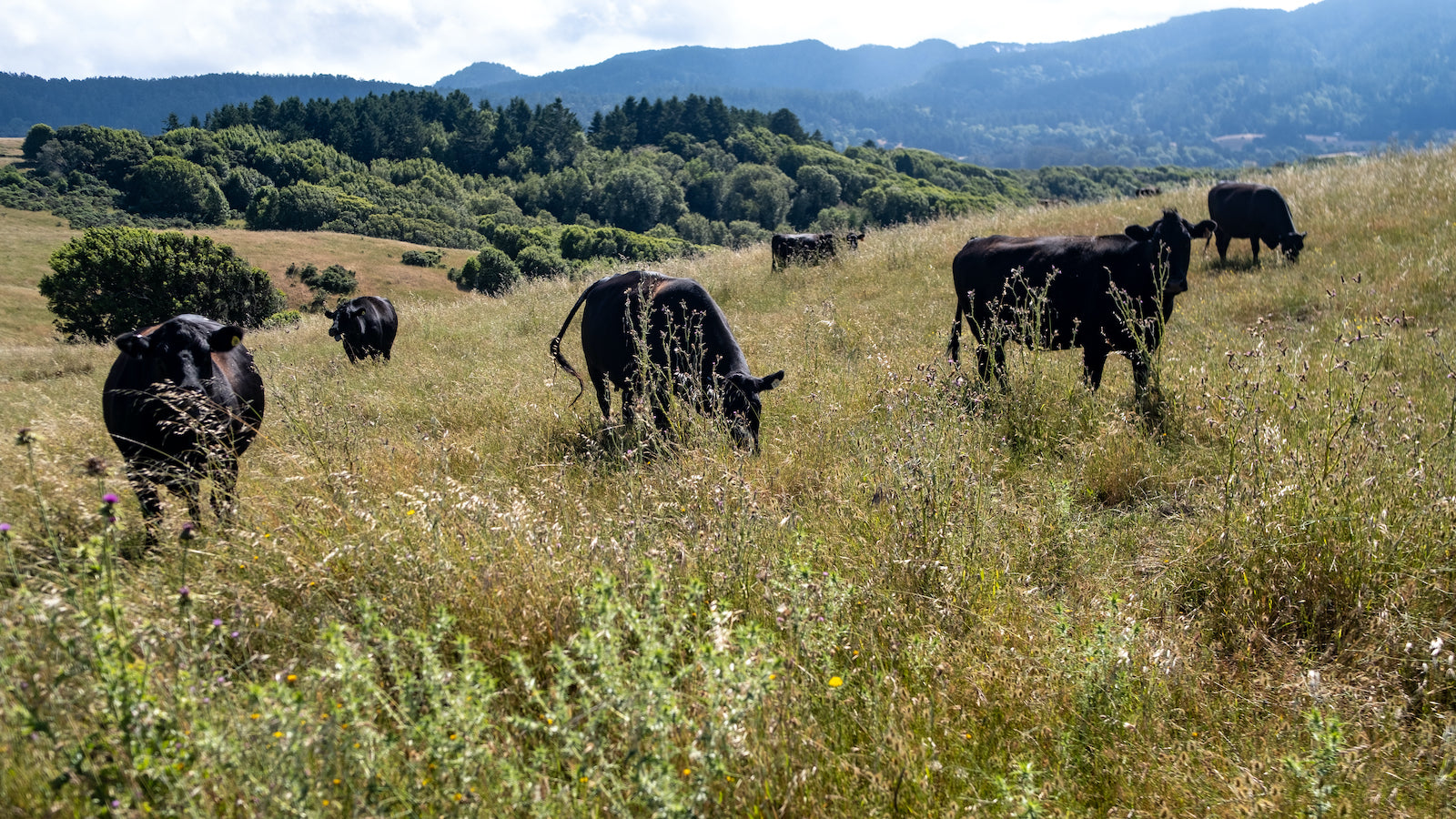 cows on a sunny day in the Marin Headlands